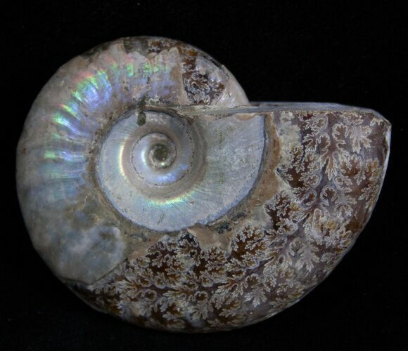 Inch Silver Iridescent Ammonite From Madagascar #1964